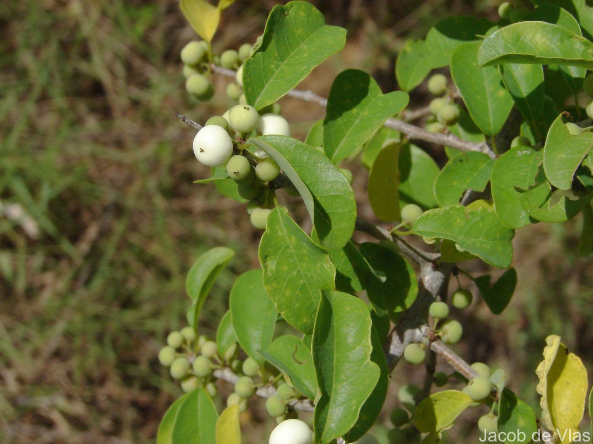 Flueggea leucopyrus Willd.
